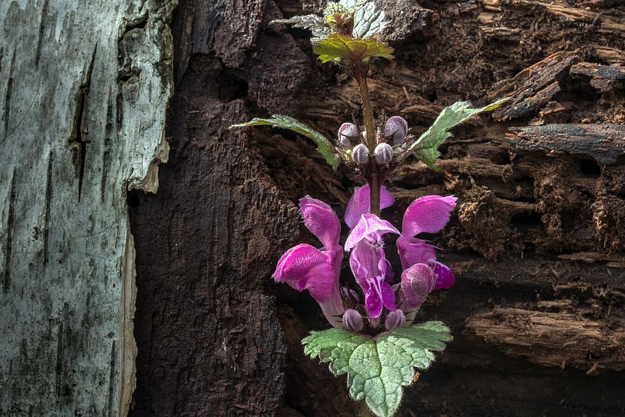 spring, dead nettle, wild herb, wild flower, violet, bloom HD wallpaper