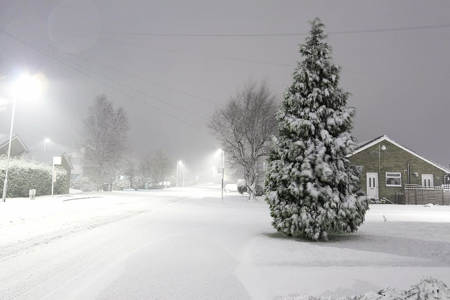 pine tree covered with snow, cold, winter, storm, road, lights HD wallpaper