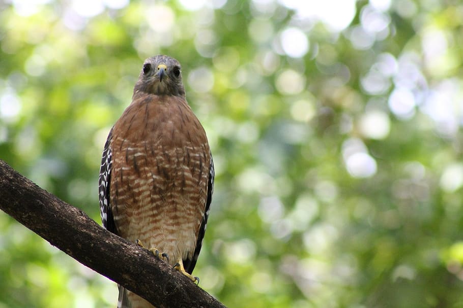 hawk, watching, bird, wildlife, nature, animal, prey, beak HD wallpaper