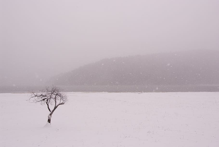 Snow, Tree, winter, cold temperature, outdoors, nature, lake HD wallpaper