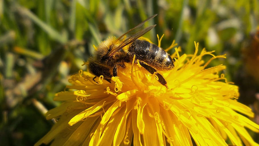 bee, hardworking, pameliška, flower, yellow, dandelion, macro, HD wallpaper