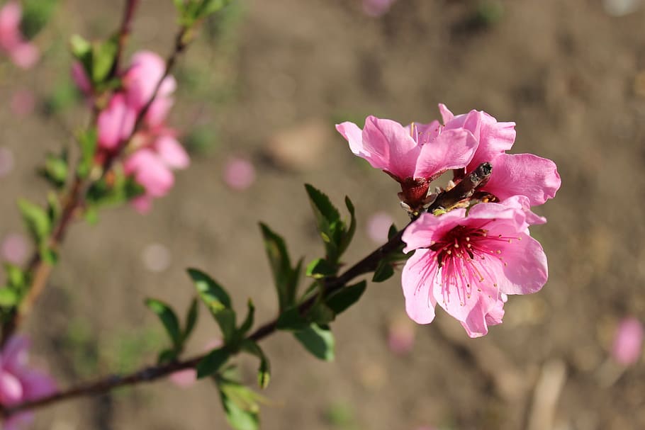 flowers, flowering trees, branch, peach blossoms, spring, bloom HD wallpaper