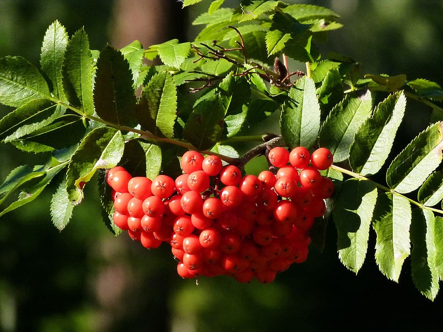 Rowan, Berries, Berry, Red, Leaves, rowan berries, flora, floral HD wallpaper