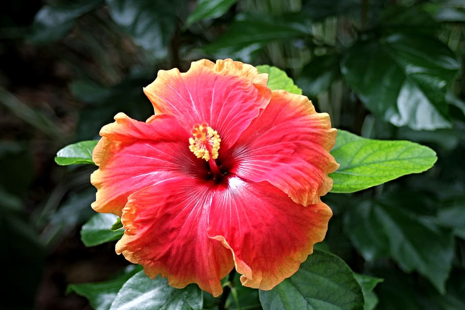 close-up photo of red and yellow hibiscus flower, marshmallow HD wallpaper