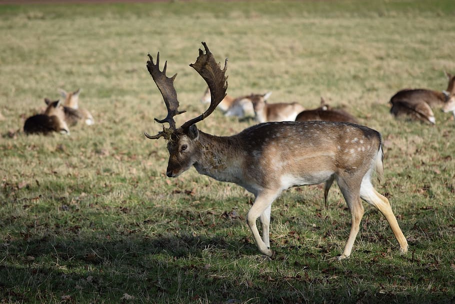 Deer, Nature, Animals, animal wildlife, animals in the wild HD wallpaper