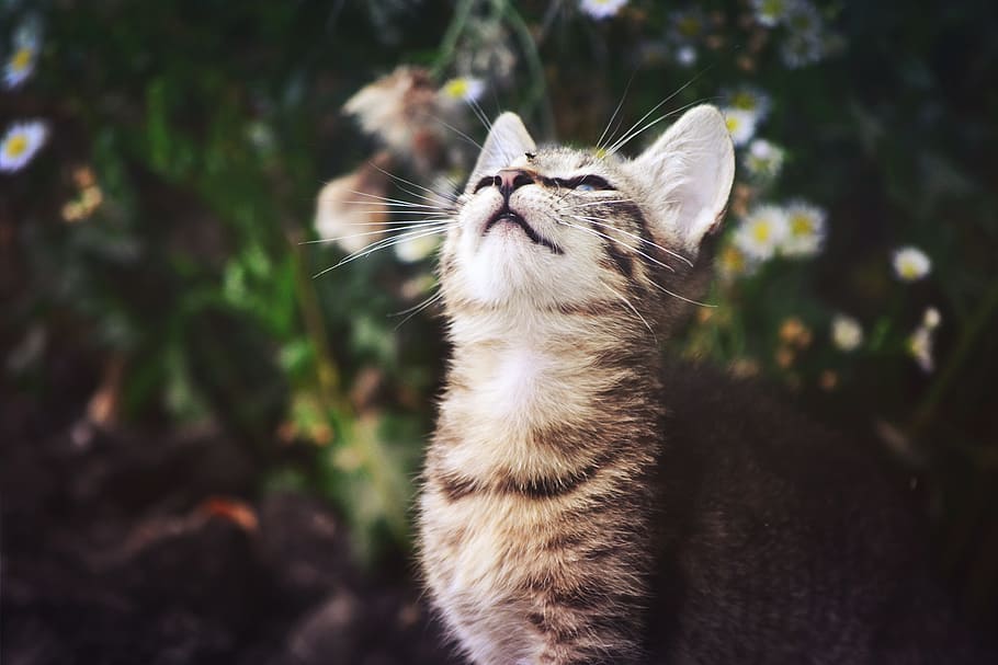 silver tabby cat looking up, kitten, little, domestic cat, animal themes HD wallpaper