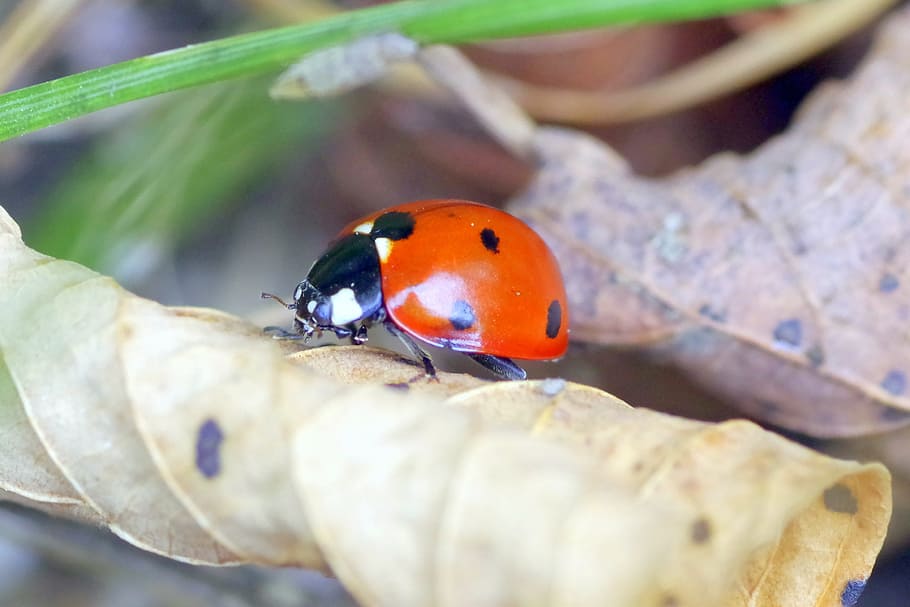 Ladybug, Insect, Dots, Macro, red, black, foliage, wilted, dry HD wallpaper