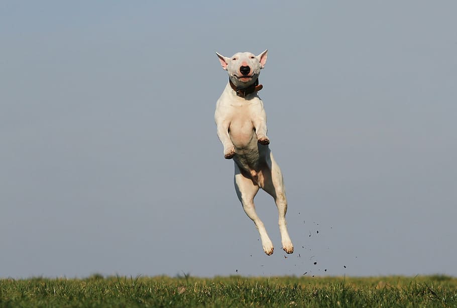 adult white bull terrier jumping on grass field at day time HD wallpaper