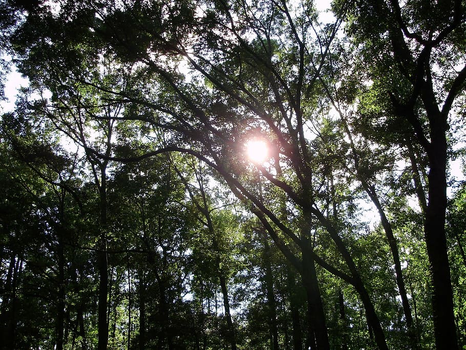 sun, shine, bent, trees, woods, day, plant, low angle view HD wallpaper