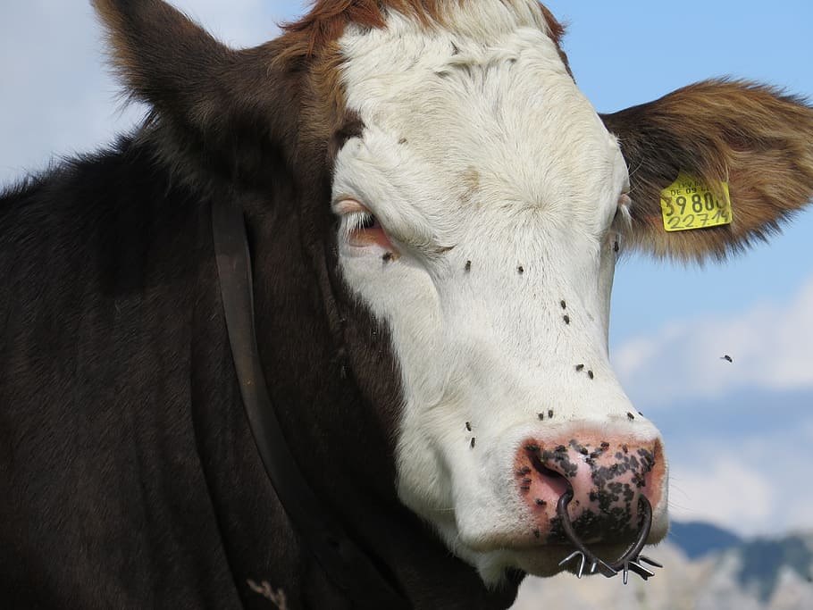 cow, fly, insect, alpine, animal, animal themes, mammal, livestock HD wallpaper