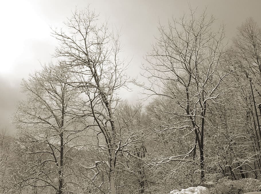 trees, winter, cold, mourning, background, trauerkarte, plant HD wallpaper
