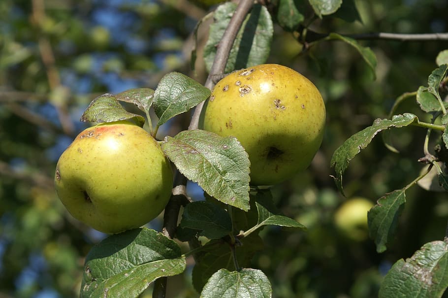 apple, apple tree, green, ripe, fruits, macro, close, leaves HD wallpaper