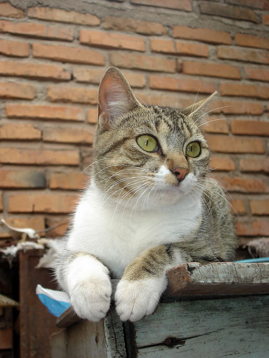 cat, feline, brick, domestic cat, mammal, domestic animals HD wallpaper