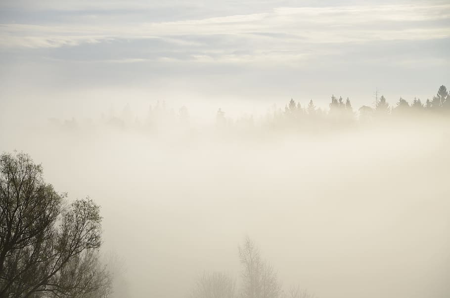 tree, fog, mist, clouds, mysterious, wood, enchanted, forest HD wallpaper