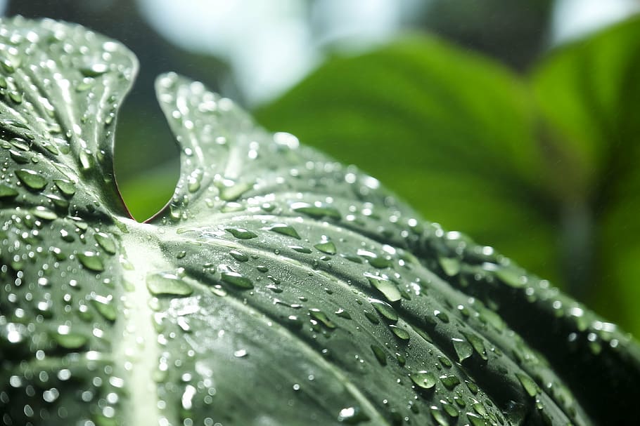 Free download | HD wallpaper: shallow focus photo of green leaf, jungle ...