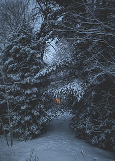 nature, trees, snow, winter, cold, weather, white, footsteps HD wallpaper