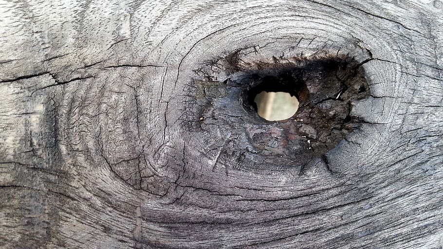 Wood, Eye, Old, Tree, Nature, full frame, textured, close-up HD wallpaper