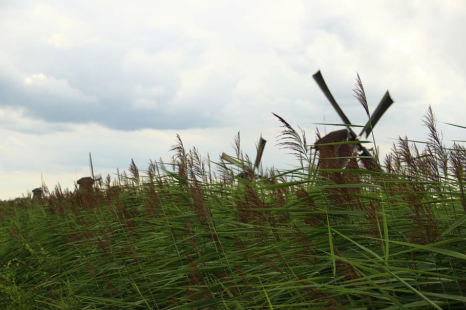 mill, kinderdijk, grass, netherlands, sky, cloud - sky, plant HD wallpaper