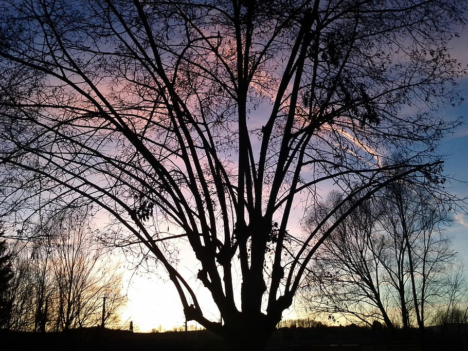 Evening, Tree, Mood, Atmospheric, sky, back light, aesthetic, HD wallpaper