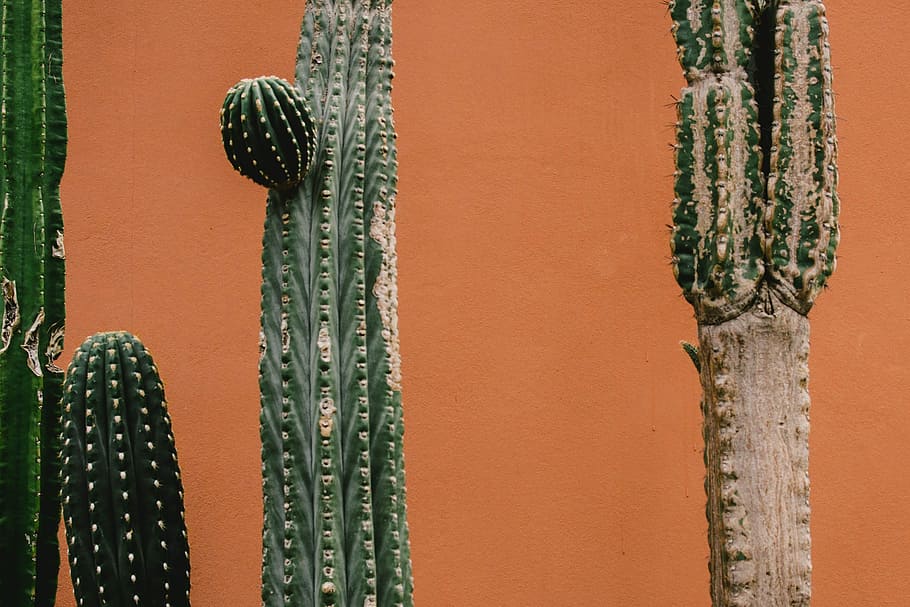 HD wallpaper: cactus plants, green cacti, wall, orange, botanical