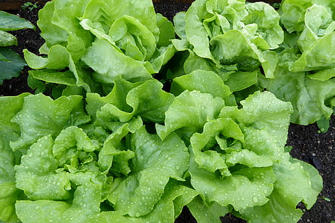 Lettuce, Salad, Leaf, Bed, leaf lettuce, green, bed of salad HD wallpaper