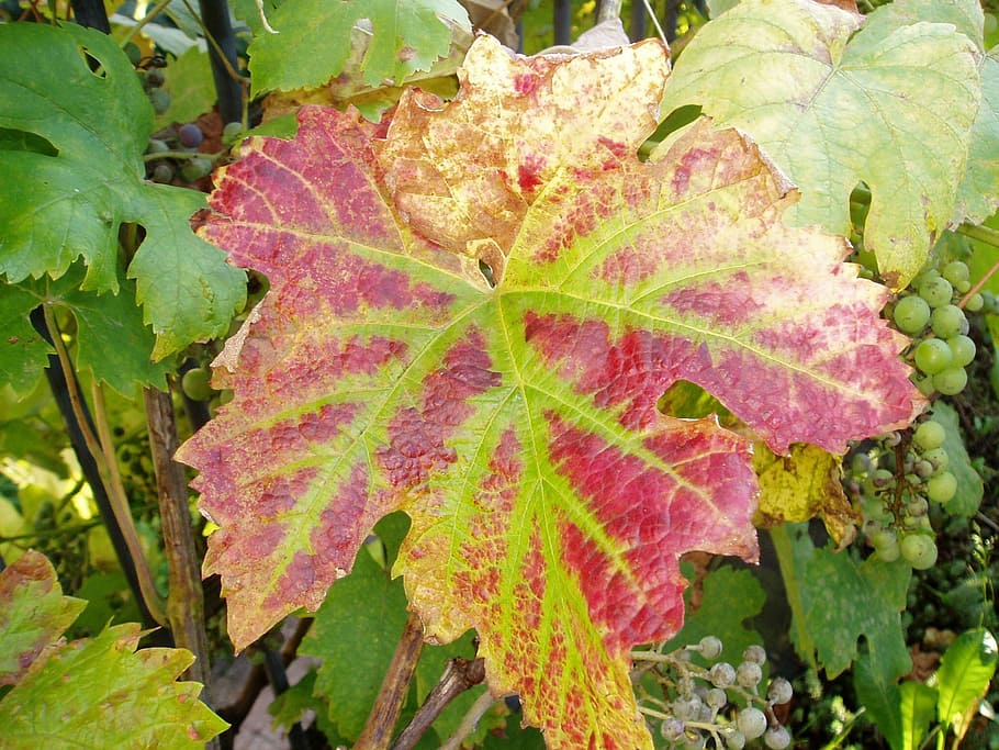 Vine, Autumn, Fall, Fall Color, leaf, pink color, nature, plant HD wallpaper