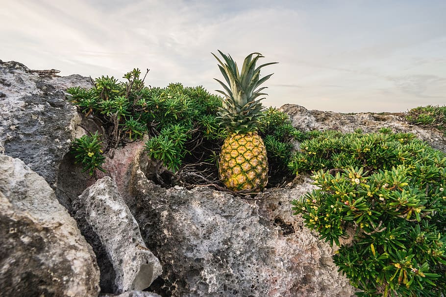 sea, landscape, sky, clouds, flora, flowers, fruit, leaves, outdoors HD wallpaper