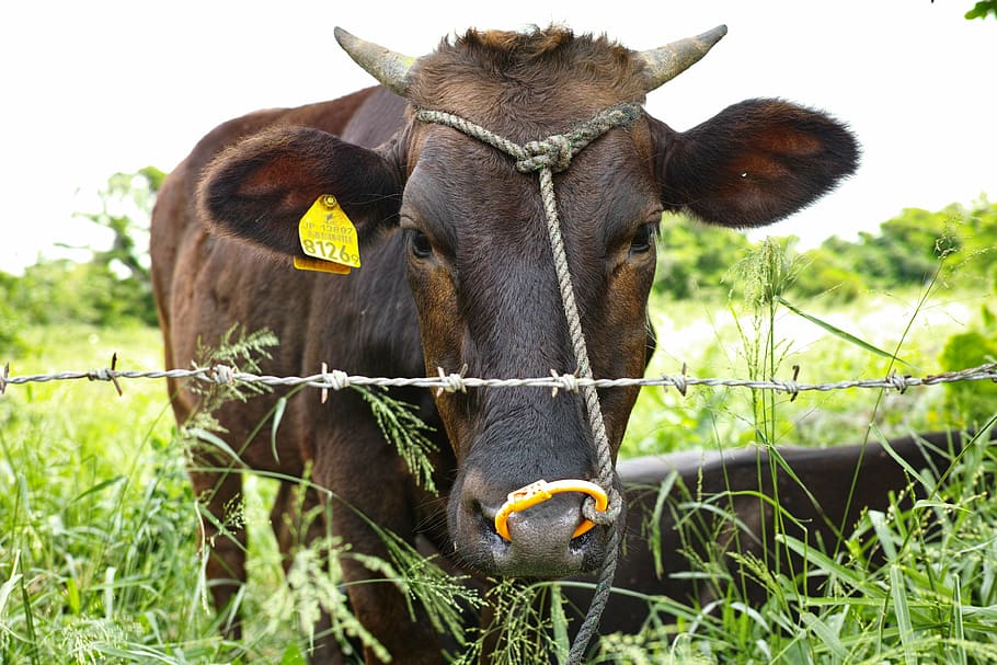 cow, ranch, face, animal themes, mammal, domestic, livestock HD wallpaper