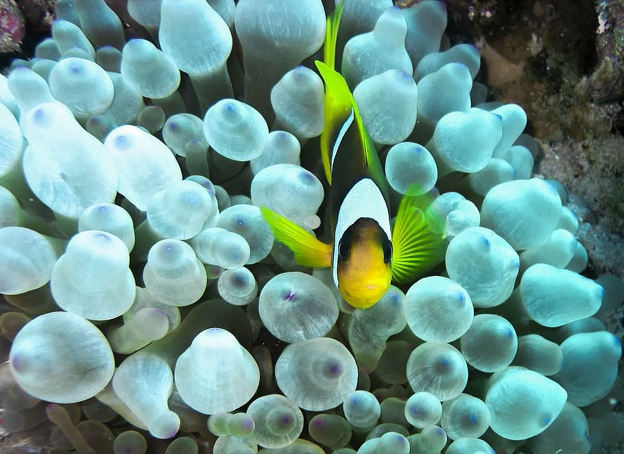yellow and black fish swimming above a white coral, clown fish