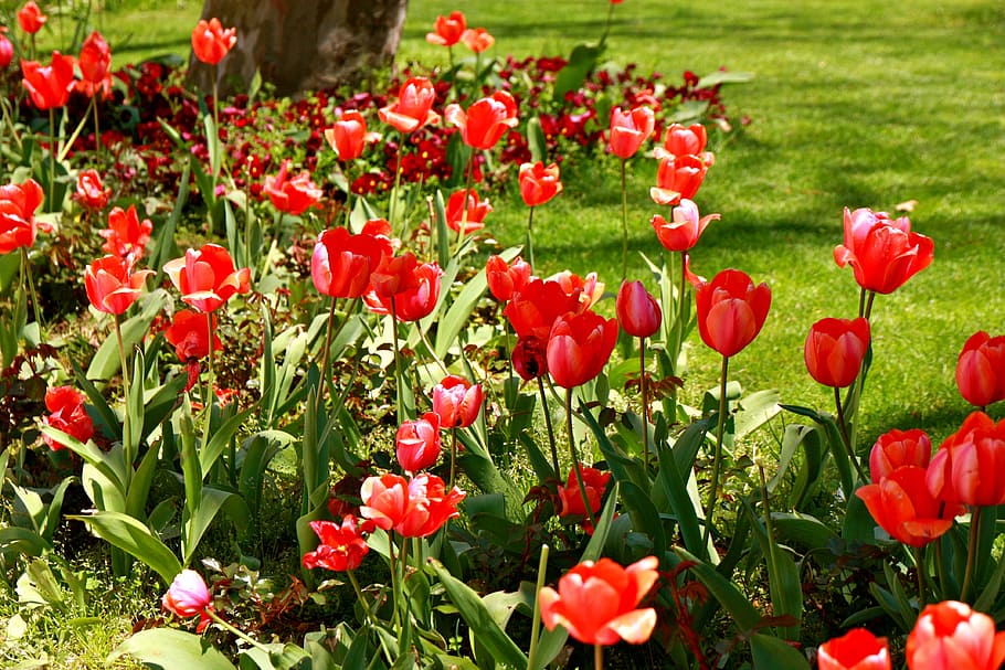 Tulips, Springtime, Flower, Bloom, colorful, red, nature, floral HD wallpaper