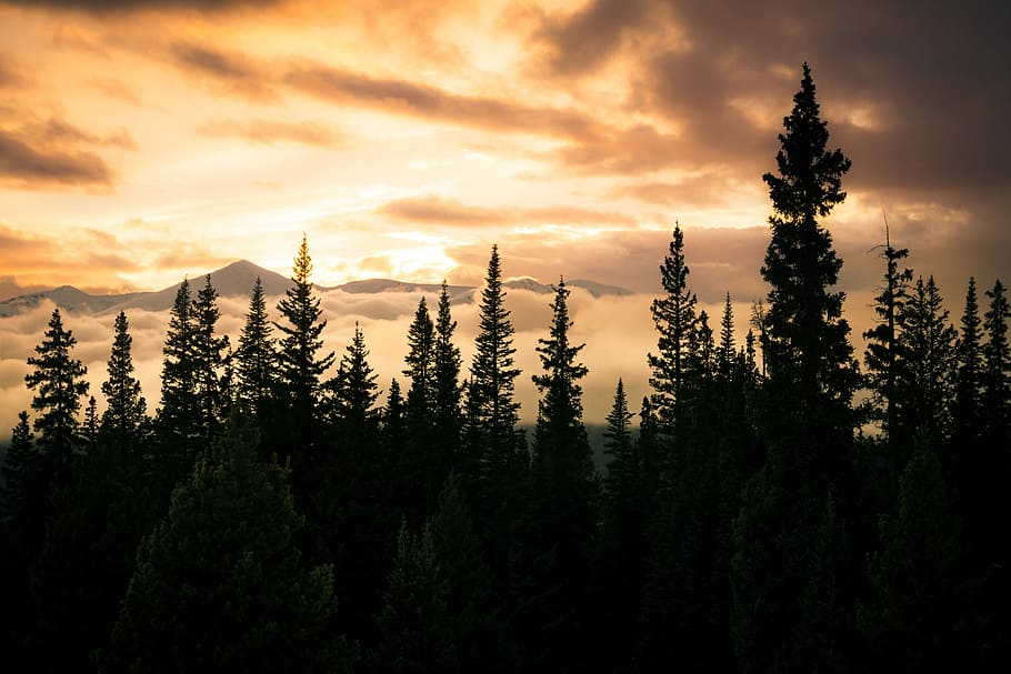 scenery of trees and mountain, silhouette of trees wallpaper HD wallpaper