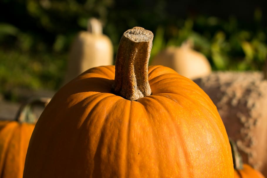 close up photo of pumpkin, shallow focus photography of pumpkin HD wallpaper