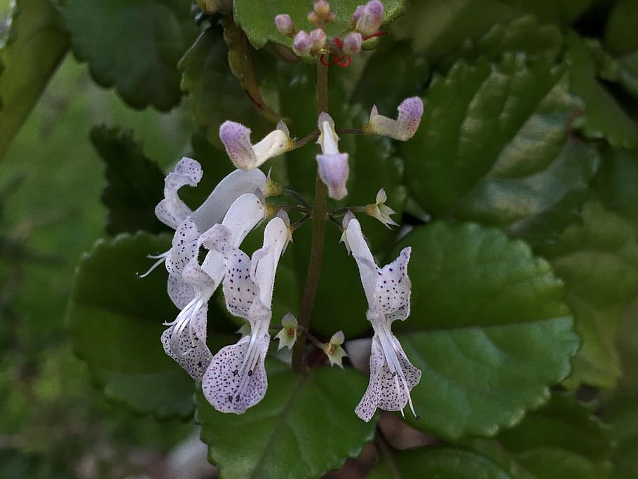 small flowers, pistils, tiny, petals, detail, nature, white HD wallpaper