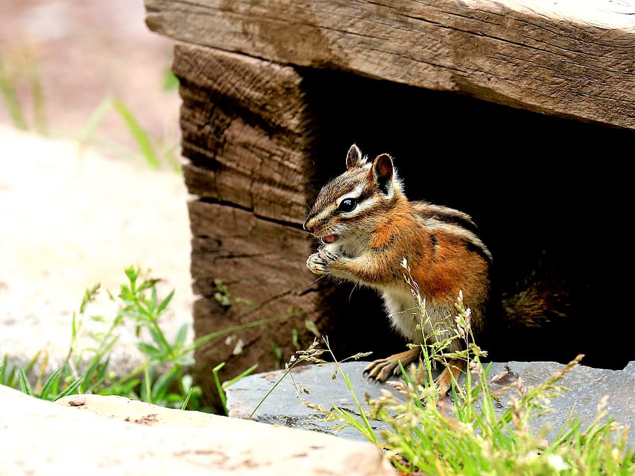 chipmunk, nature, wildlife, squirrel, outdoors, rodent, animal HD wallpaper