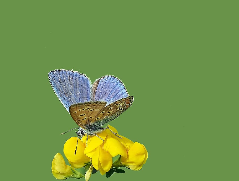 insect, nature, live, flower, flowering plant, yellow, vulnerability HD wallpaper