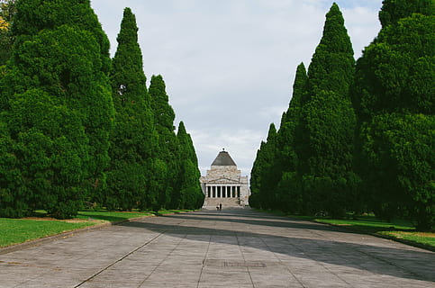 green leafed shrubs across grey concrete building, white, house HD wallpaper