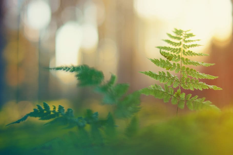 close-up photo of green fern plant, forest, light, macro, mood HD wallpaper