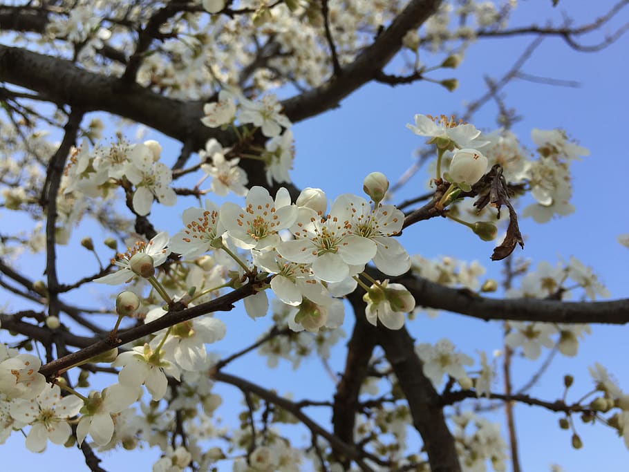 tree, branch, cherry, flower, apple, blooming, spring, blossom HD wallpaper