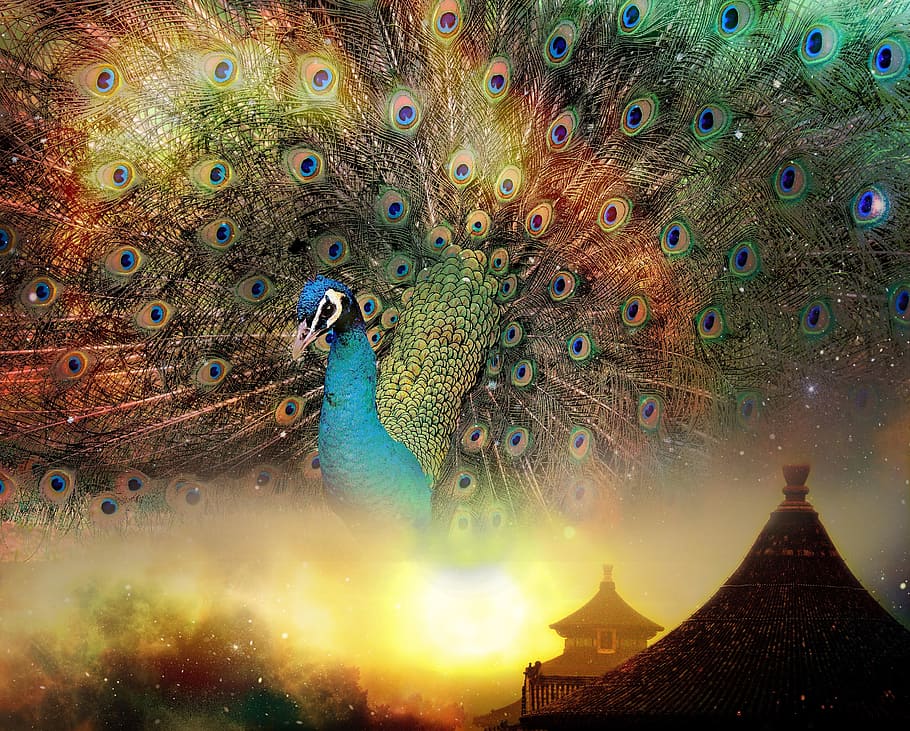 blue peacock, china, east, asian, culture, traditional, lifestyle, HD wallpaper