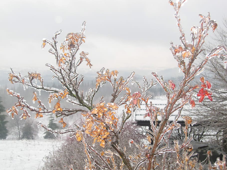 Winter, Poland, Ice, Snow, Tree, landscape, white, nature, spacer HD wallpaper