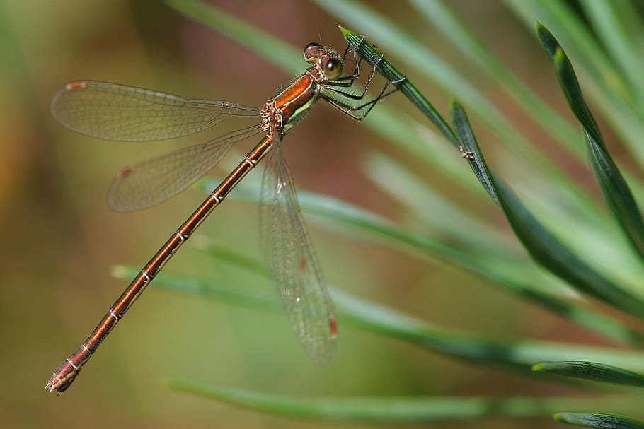 dragonfly, forest, twigs, insect, invertebrate, animal wildlife HD wallpaper