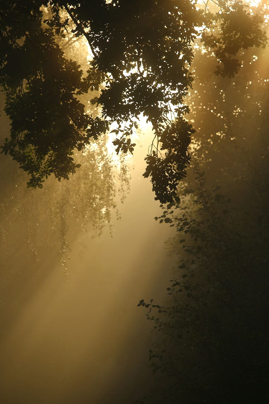 green leaf tree during golden hour, away, fog, trees, forest, HD wallpaper