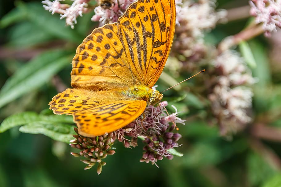 butterfly, close, orange, insect, blossom, bloom, butterfly - Insect HD wallpaper