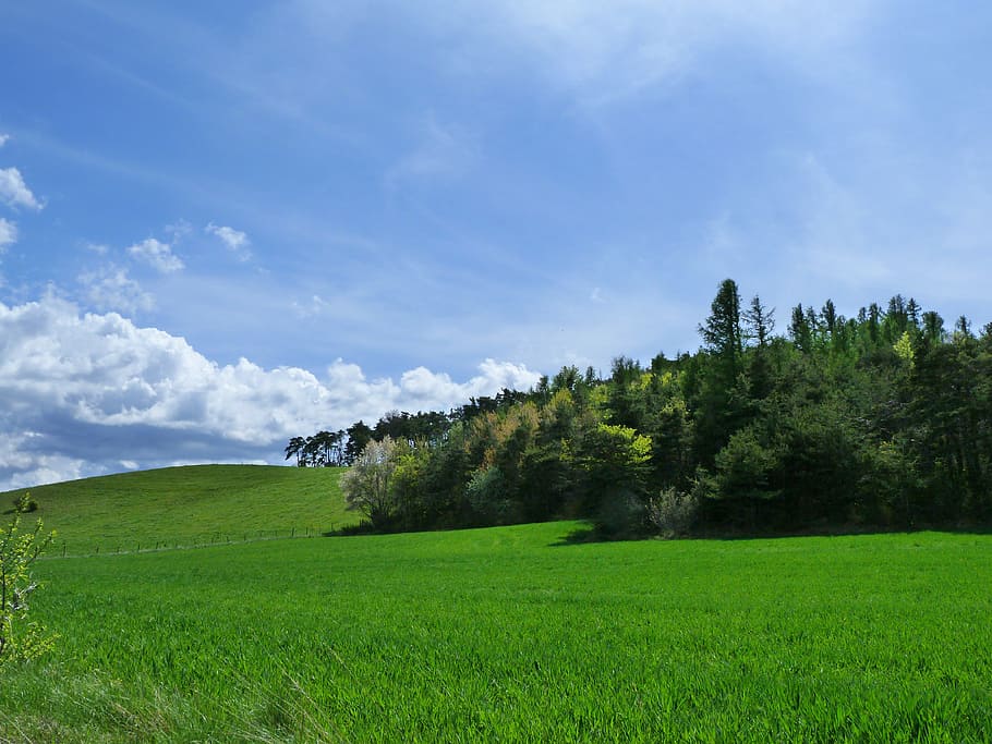 green grass field under white and blue cloudy sky, landscape HD wallpaper