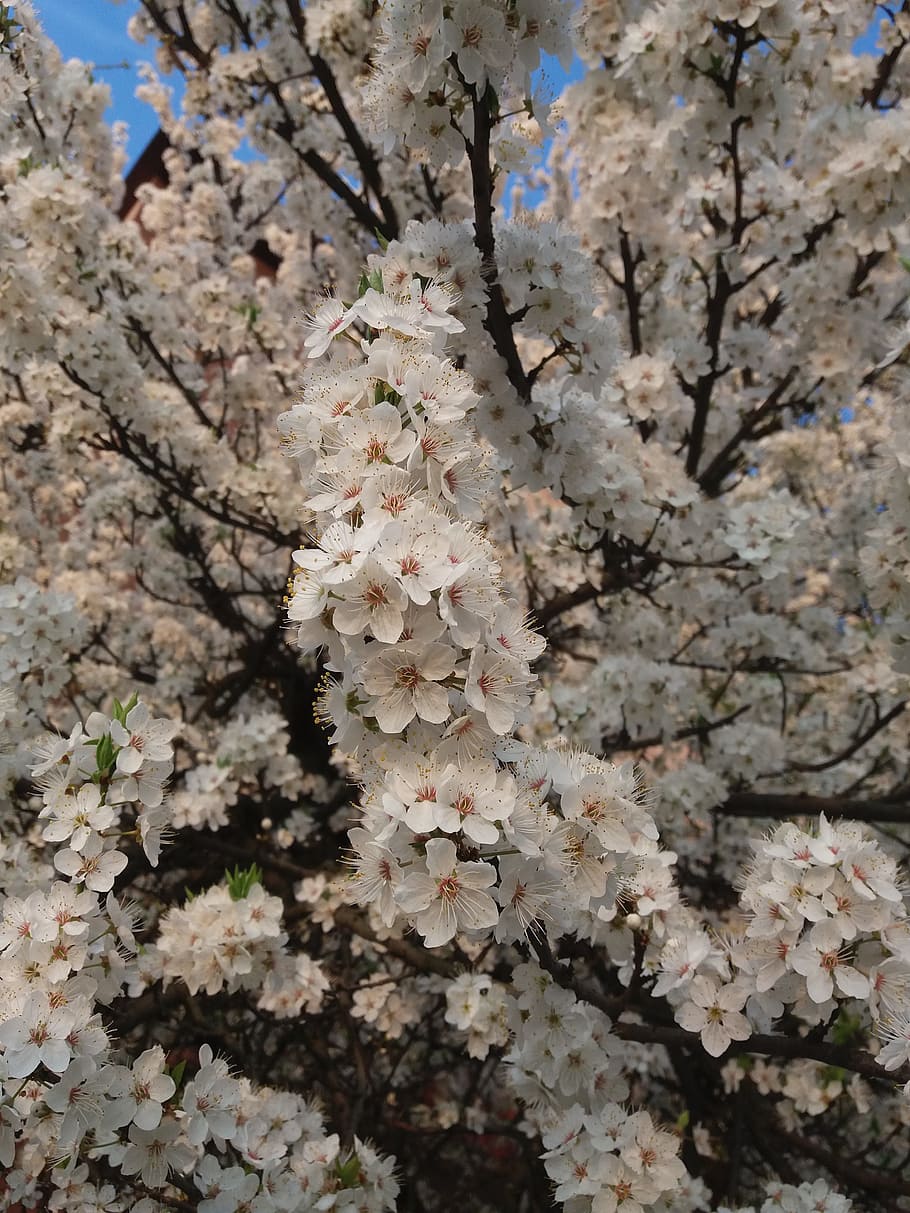 kvity, spring, tree, bily, nature, landscape, plant, growth HD wallpaper