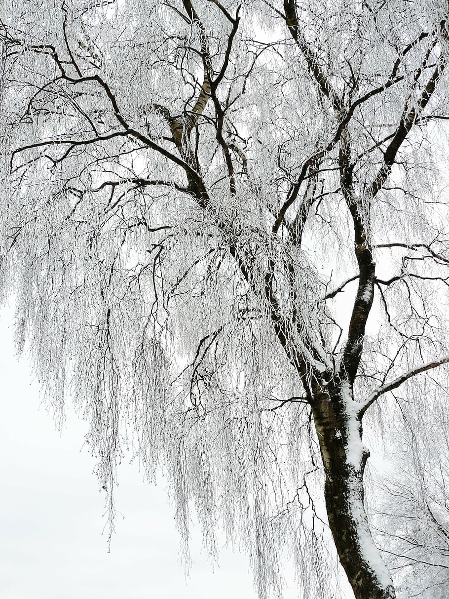 brown withered tree covered with snow, winter, white, cold HD wallpaper