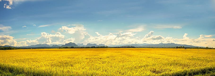 vietnam, agriculture, farm, rice field, gold rice field, farmland, HD wallpaper