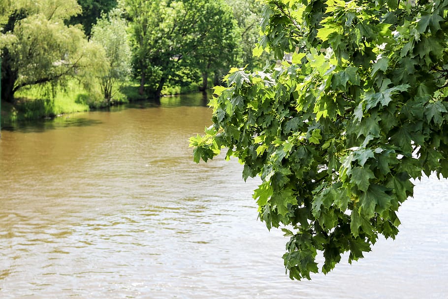 river, tree, landscape, nature, water, forest, outdoor, saale HD wallpaper