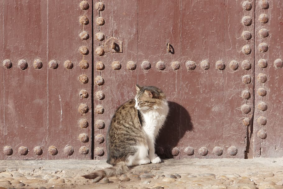 cat, old door, marocco, mammal, animal themes, one animal, feline HD wallpaper