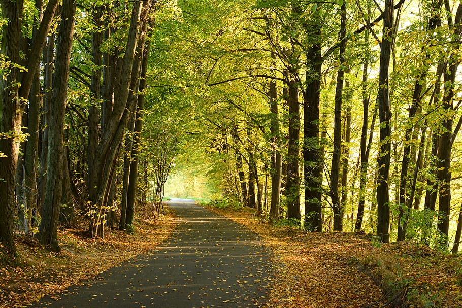 autumn, forest, tree, park, green, nature, plant, the way forward HD wallpaper
